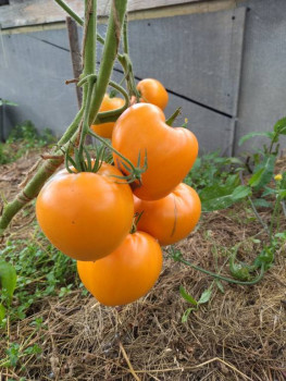 Прямо с грядки Наш урожай  - IMG_20250816_132834.jpg