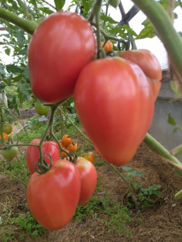 Прямо с грядки Наш урожай  - IMG_20250816_132908.jpg