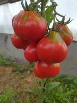 Прямо с грядки Наш урожай  - IMG_20250816_132924.jpg