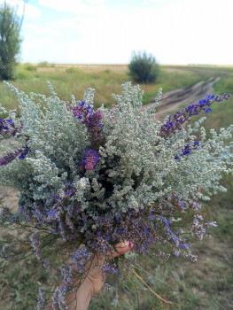 Природная аптека. - IMG_20250817_131440_148.jpg