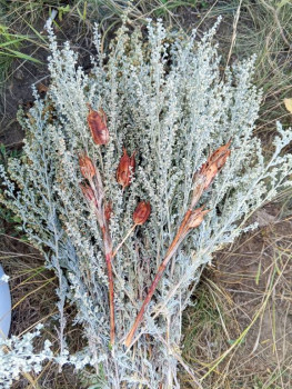 Природная аптека. - IMG_20250817_131518_336.jpg