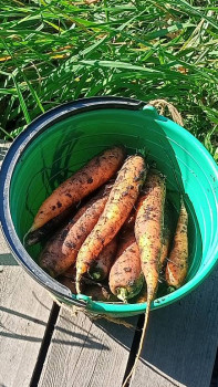 Прямо с грядки Наш урожай  - IMG20250822105928.jpg