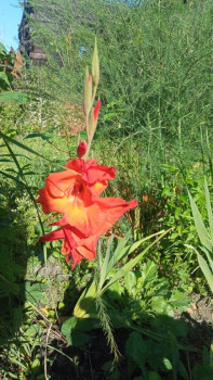 Прямо с грядки Наш урожай  - IMG20250822101514.jpg