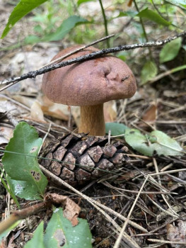 Чем сегодня занимались-3 - IMG_5883.jpeg