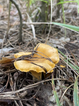 Чем сегодня занимались-3 - IMG_5896.jpeg