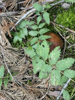 Чем сегодня занимались-3 - IMG_5902.jpeg