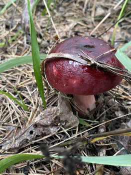 Чем сегодня занимались-3 - IMG_5908.jpeg