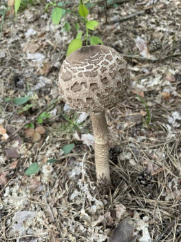 Чем сегодня занимались-3 - IMG_5922.jpeg