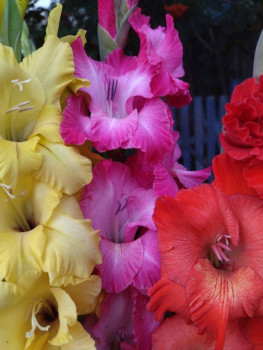 Декоративные садовые растения. - IMG_20250817_135732.jpg