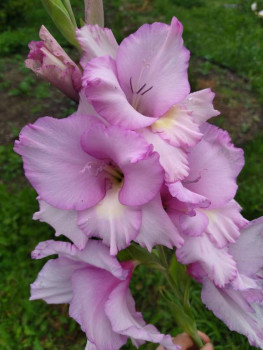 Декоративные садовые растения. - IMG_20250816_161947.jpg