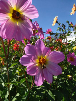 Декоративные садовые растения. - IMG_20250823_150430.jpg