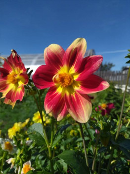 Декоративные садовые растения. - IMG_20250823_150211.jpg