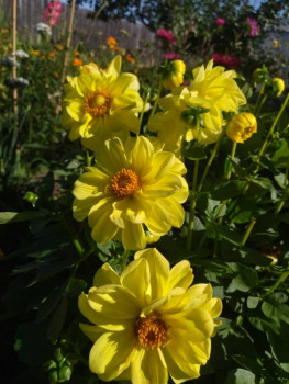 Декоративные садовые растения. - IMG_20250823_150648.jpg