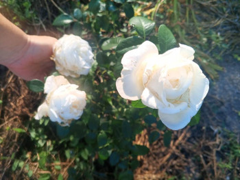 Декоративные садовые растения. - IMG_20250823_080537_320.jpg