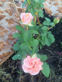 Декоративные садовые растения. - IMG_20250823_080521_231.jpg