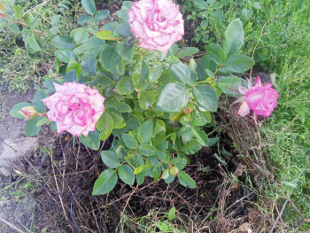 Декоративные садовые растения. - IMG_20250823_080904_424.jpg