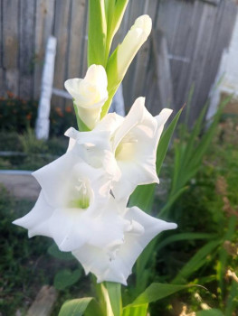 Прямо с грядки Наш урожай  - IMG_20250823_080052_306.jpg