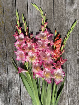 Декоративные садовые растения. - IMG_5737.jpeg