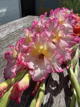 Декоративные садовые растения. - IMG_5730.jpeg