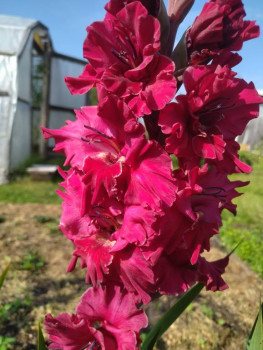 Декоративные садовые растения. - IMG_20250822_153508.jpg