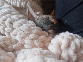 Фотоотчеты и планы Рукодельного марафона - IMG20250827135550.jpg