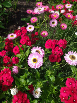 Иру- Мышеньку с Днём рождения  - IMG_20250802_145206.jpg