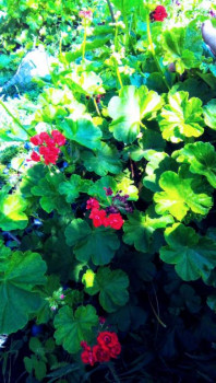 Декоративные садовые растения. - IMG_20250829_122001_370~2.jpg