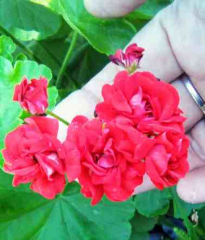 Декоративные садовые растения. - IMG_20250829_122028_283~3.jpg