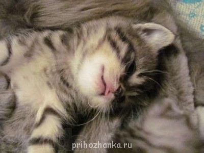 Кого из животных вы содержите? Фото приветствуется. - 1.jpg