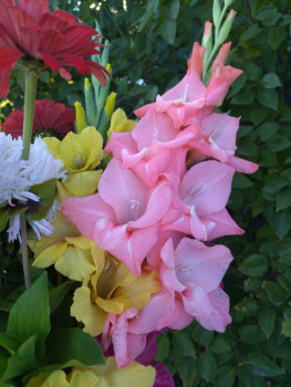 Декоративные садовые растения. - IMG_20250830_181730.jpg