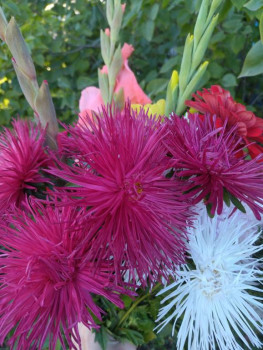 Декоративные садовые растения. - IMG_20250830_181752.jpg