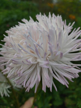 Декоративные садовые растения. - IMG_20250830_105618.jpg