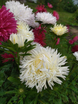 Декоративные садовые растения. - IMG_20250830_104914.jpg