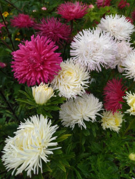 Декоративные садовые растения. - IMG_20250830_104837.jpg