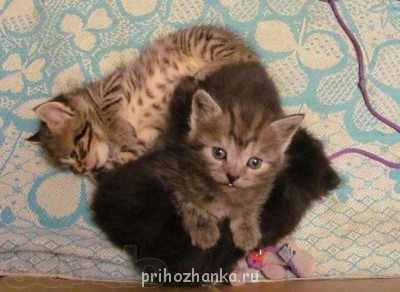 Кого из животных вы содержите? Фото приветствуется. - 3.jpg