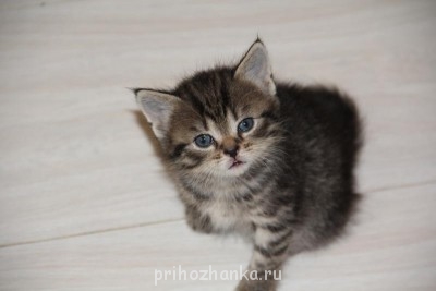 Кого из животных вы содержите? Фото приветствуется. - 111.jpg