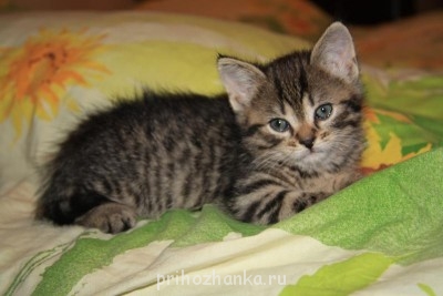 Кого из животных вы содержите? Фото приветствуется. - IMG_9892.JPG