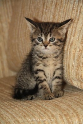 Кого из животных вы содержите? Фото приветствуется. - IMG_9929.JPG