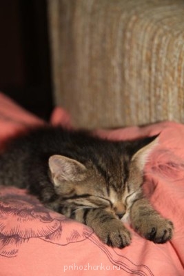 Кого из животных вы содержите? Фото приветствуется. - IMG_9934.JPG