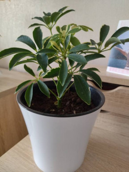 Мои комнатные растения. - IMG_20250916_130715.jpg