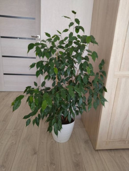 Мои комнатные растения. - IMG_20250916_130807.jpg