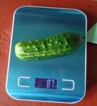 Огород на подоконнике - 00_00_1.jpg