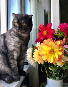 Клуб фелинологов-любителей  - IMG_20250919_103940_262.jpg