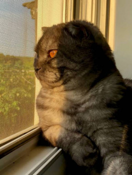 Клуб фелинологов-любителей  - IMG_20250919_104013_998.jpg