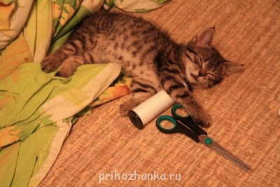 Кого из животных вы содержите? Фото приветствуется. - IMG_9967.JPG