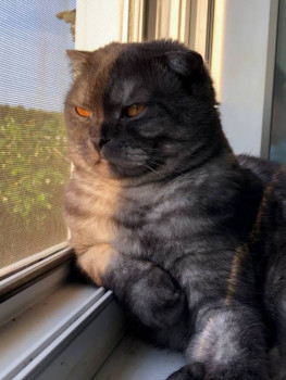 Клуб фелинологов-любителей  - IMG_20250919_104023_326.jpg