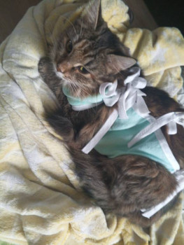 Кошачьи болезни и другие ветеринарные вопросы по кошкам - IMG_20250919_083902_538.jpg