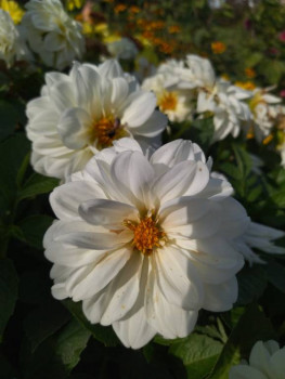 Декоративные садовые растения. - IMG_20250920_135306.jpg