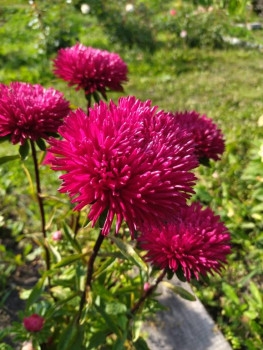 Декоративные садовые растения. - IMG_20250920_135131.jpg