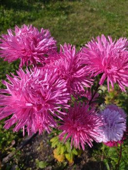 Декоративные садовые растения. - IMG_20250920_135115.jpg